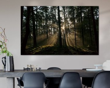 Rays of sunlight in a pine tree forest during winter by Sjoerd van der Wal Photography