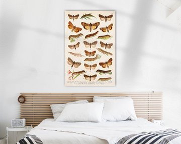 Vintage image with 13 moths by Studio Wunderkammer