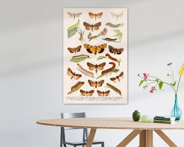 Kleurenplaat met vlinders in oranje en bruine tinten van Studio Wunderkammer