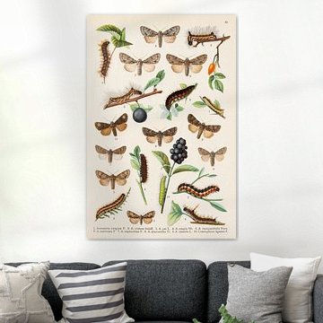 Educational plate showing moths and their caterpillars