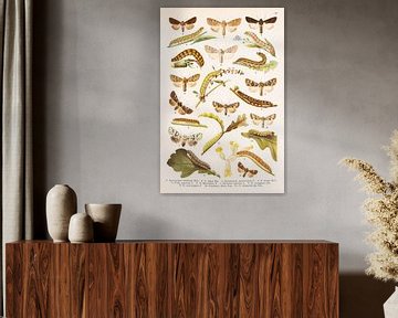 Vintage image with butterflies and caterpillars by Studio Wunderkammer