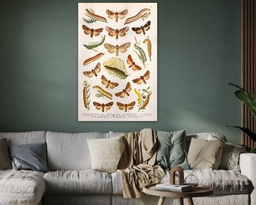 Vintage plate showing moths and their caterpillars. by Studio Wunderkammer