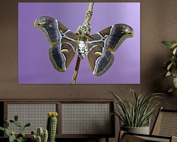 Goddess tree moth