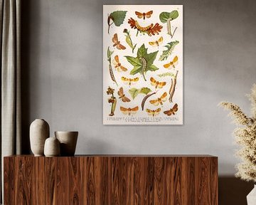 Retro image with butterflies and caterpillars by Studio Wunderkammer