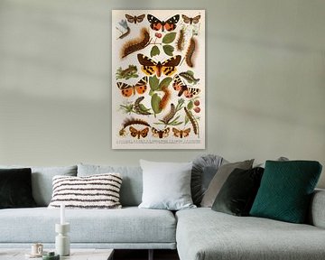 Illustratie met geel/bruine en rood/bruine vlinders van Studio Wunderkammer