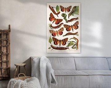 Vintage image of butterflies and caterpillars by Studio Wunderkammer