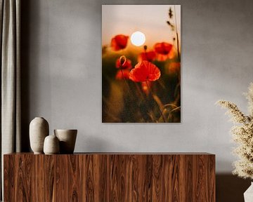 Sunset Glow - glowing poppies in the evening light by Jacqueline Anders