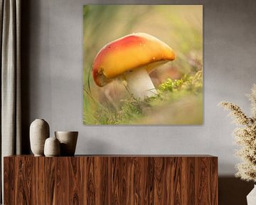 Champignon sur Alie Ekkelenkamp