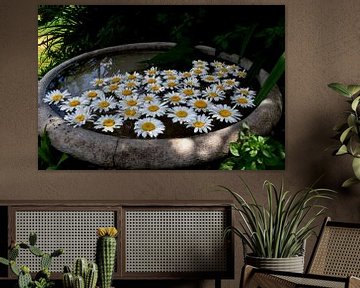 Daisy blooms in a pool of water by Claude Laprise