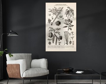 Antique botanical print of Amentifloren by Studio Wunderkammer