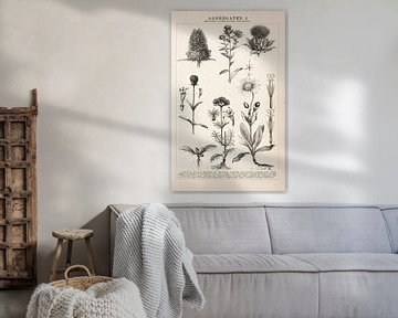 Antique engraving including Valerian and teasel by Studio Wunderkammer