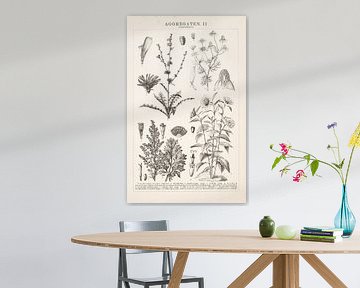 Antike Gravur mit Sonnenblume und Kamille von Studio Wunderkammer