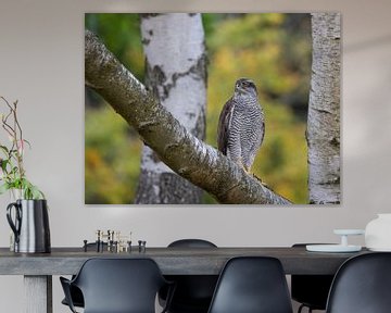 Goshawk in the autumn forest by Christina Bauer Photos