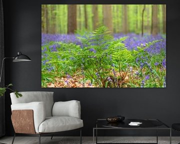 Forêt de Bluebell avec des fleurs de jacinthes sauvages et des fougères. sur Sjoerd van der Wal Photographie