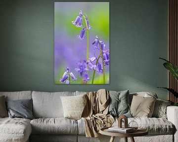 Blauglockenblume in Nahaufnahme in einem Wald von Sjoerd van der Wal Fotografie