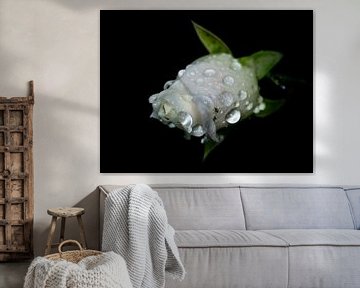 Bright raindrops on a white rose in bud by Irene Lommers