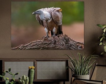 Vale gier (Gyps fulvus) zittend op een boomstam op zoek naar een prooi van Mario Plechaty Photography