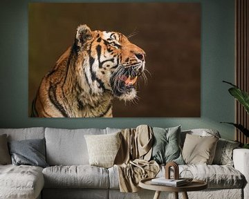 Siberische tijger (Panthera tigris altaica) brult en ontbloot zijn tanden van Mario Plechaty Photography