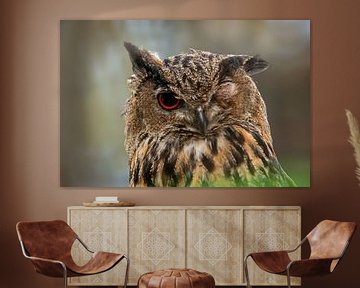 ein Uhu (Bubo bubo) schaut verschlafen mit nur einem Auge von Mario Plechaty Photography