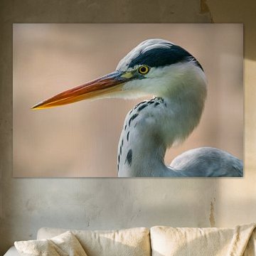 Kopf Portrait von einem Graureiher (Ardea cinerea) im Sonnenlicht