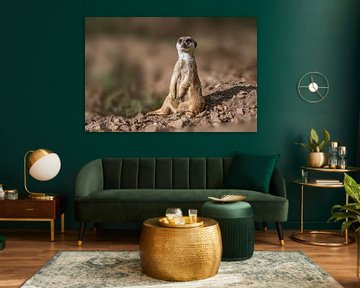 a meerkat (Suricata suricatta) sits in the sun and relaxes by Mario Plechaty Photography