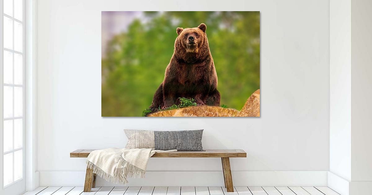 een bruine beer (Ursus arctos) zit op een rots in het bos en zonnebaadt ...