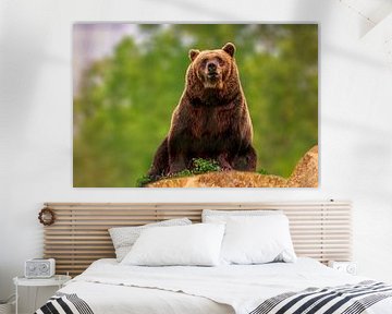 een bruine beer (Ursus arctos) zit op een rots in het bos en zonnebaadt van Mario Plechaty Photography