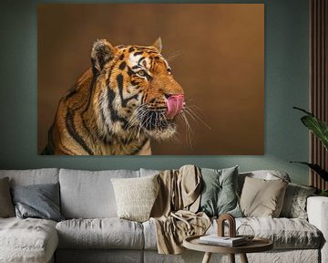 le tigre de Sibérie (Panthera tigris altaica) se lèche le museau après avoir mangé sa proie sur Mario Plechaty Photography