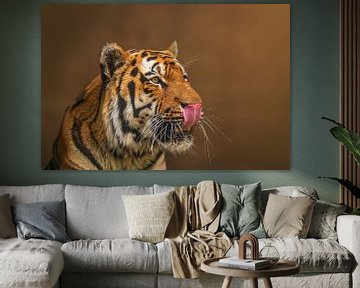 Siberian tiger (Panthera tigris altaica) licking its snout after eating its prey by Mario Plechaty Photography