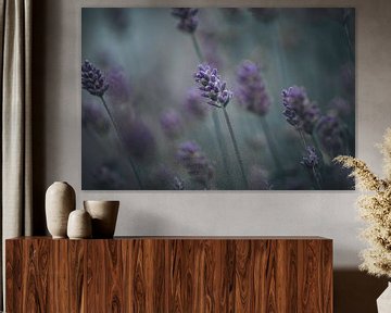 Schilderij fine art lavendel van KB Design & Photography (Karen Brouwer)