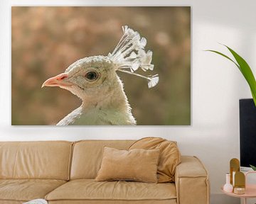 Kopf Porträt von einem weißen Pfau (Pavo cristatus mut. alba) mit Krone von Mario Plechaty Photography