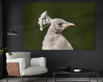 Tête Portrait d'un paon blanc (Pavo cristatus mut. alba) avec couronne sur Mario Plechaty Photography