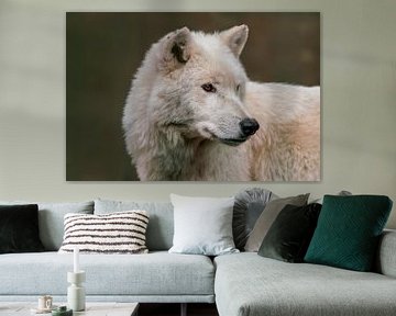Kopf Portät von einem weißen Polar Wolf (Canis lupus arctos) im Wald von Mario Plechaty Photography