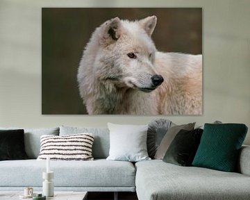 Head portrait of a white polar wolf (Canis lupus arctos) in the forest by Mario Plechaty Photography