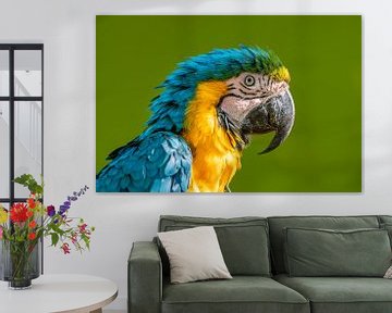Head Portrait of a Yellow Breasted Macaw (Ara ararauna) on a Green Background by Mario Plechaty Photography