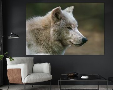 Portrait de tête d'un loup blanc polaire (Canis lupus arctos) dans la forêt sur Mario Plechaty Photography