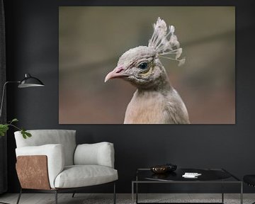 Kopf Porträt von einem weißen Pfau (Pavo cristatus mut. alba) mit Krone von Mario Plechaty Photography