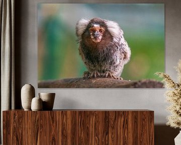 une petite touffe blanche de singe (Callithrix jacchus) assise sur une branche dans une forêt sur Mario Plechaty Photography