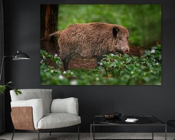 a large wild boar (Sus scrofa) stands in a forest with green plants by Mario Plechaty Photography