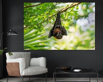 a male flying mega bat  (Pteropodidae) hangs on a branch and shows its penis by Mario Plechaty Photography