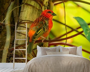 een rode Madagaskar vingerdier wever (Foudia madagascariensis) vogel zittend op een tak in de jungle van Mario Plechaty Photography