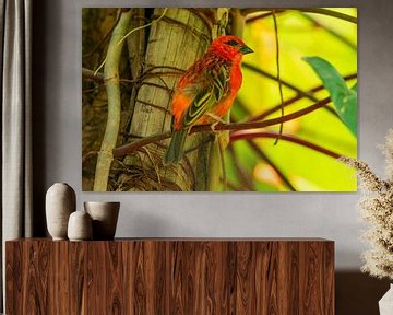 a red Madagascar fody weaver (Foudia madagascariensis) bird sitting on a branch in the jungle by Mario Plechaty Photography