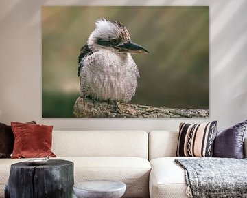ein Jägerliest (Dacelo novaeguineae) Vogel sitzt auf einem Ast und wartet auf Beute von Mario Plechaty Photography