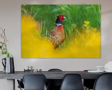 een fazantenhaan (Phasianus colchicus) staat in een weiland met gele bloeiende koolzaadbloesems van Mario Plechaty Photography