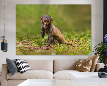 un petit bébé singe berbère magot (Macaca sylvanus) assis sur le sol et mangeant quelque chose sur Mario Plechaty Photography