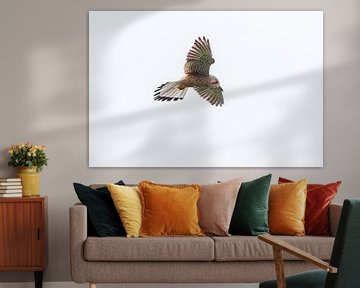 A kestrel falcon (Falco tinnunculus) in flight in the sky by Mario Plechaty Photography