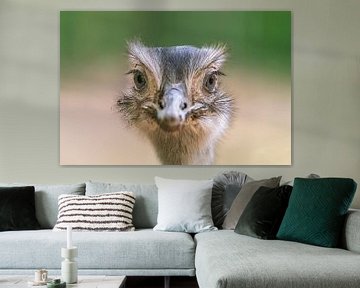 Head portrait of a large emu (Dromaius novaehollandiae) by Mario Plechaty Photography