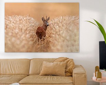 ein Reh bock (Capreolus capreolus) steht im Weizenfeld in einer Fahrspur von Mario Plechaty Photography