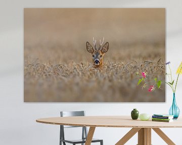 een reebok (Capreolus capreolus) staand in een tarweveld van Mario Plechaty Photography