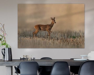 a roebuck (Capreolus capreolus) standing on a harvested wheat field by Mario Plechaty Photography